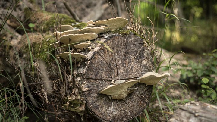 Zažíváme nejsušší léta za posledních 2000 let. Vědci to zjistili díky českým stromům