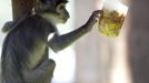 A Cercocebus "White-collared" monkey touches a cold container of fruits during a hot day at Biopark Zoo in Rome June 22, 2012. A heat wave swept across Italy on Tuesday with temperatures of around 32 degrees made worse by the warm air from the Scipione wind blowing from north Africa. The high temperatures are expected to last for most of June. REUTERS/Remo Casilli (ITALY - Tags: ANIMALS ENVIRONMENT SOCIETY) Published: Čer. 22, 2012, 4:09 odp.