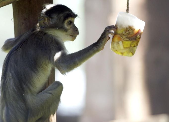 A Cercocebus "White-collared" monkey touches a cold container of fruits during a hot day at Biopark Zoo in Rome June 22, 2012. A heat wave swept across Italy on Tuesday with temperatures of around 32 degrees made worse by the warm air from the Scipione wind blowing from north Africa. The high temperatures are expected to last for most of June. REUTERS/Remo Casilli (ITALY - Tags: ANIMALS ENVIRONMENT SOCIETY) Published: Čer. 22, 2012, 4:09 odp.