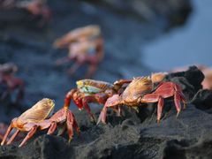 rudý lávový krab na Galapágách