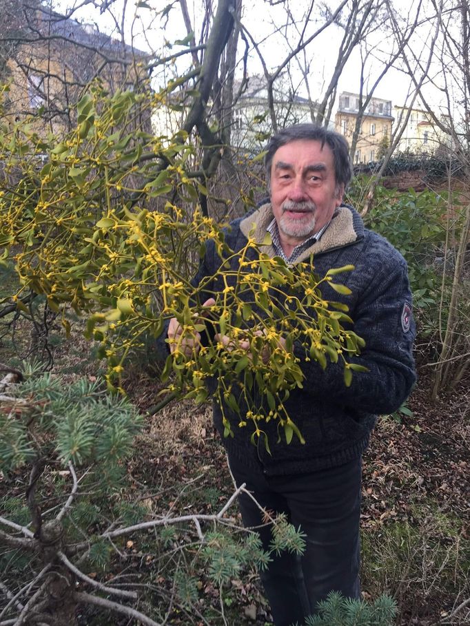 „Jmelí může brzy představovat stejnou hrozbu jako kůrovec,“ říká dendrolog Miroslav Frank.