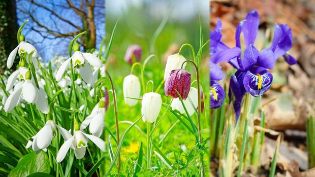Poznávačka z biologie: Jaro je tu, kytky šílí. Rozeznáte sněženky od tulipánů?