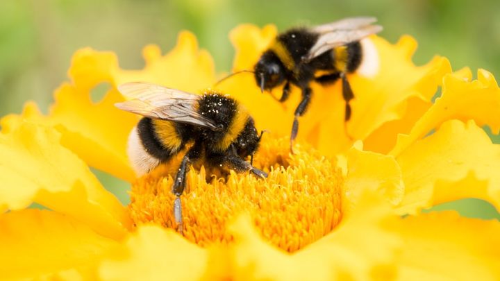 Vědci zjistili, proč na světě ubývá čmeláků. "Hloupnou" kvůli pesticidům