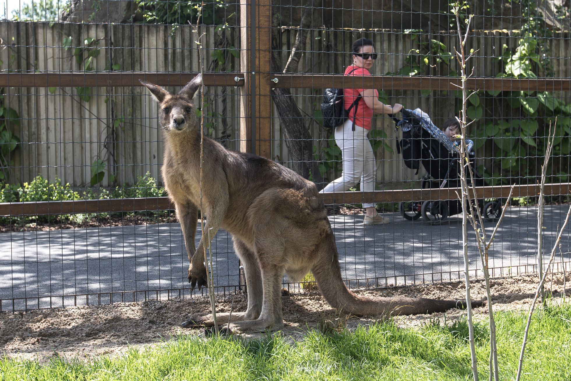Tasmánští čerti v pražské zoo - nový pavilon Darwinův kráter