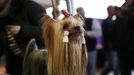 Fotografie z akce Westminster Kennel Club Dog Show, která se konala 11. 2. 2019 v New Yorku v USA.