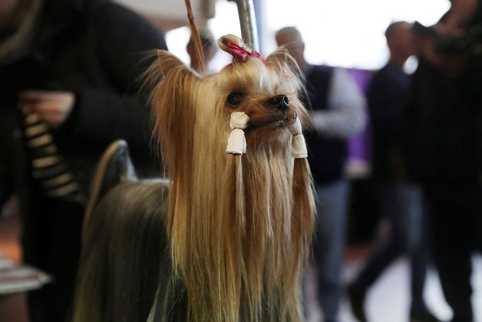 Fotografie z akce Westminster Kennel Club Dog Show, která se konala 11. 2. 2019 v New Yorku v USA.