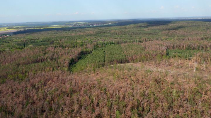 Borovice měly sucho vydržet, přesto umírají. Úplně je nezachránilo ani deštivé období; Zdroj foto: ČTK