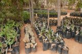 Školka na jižním pobřeží ostrova (Quareh). Mladé semenáčky v plastových sáčcích zde rostou ve stínu stromů (zejm. Tamarindus indica a Ziziphus spina-christi) vysazených na začátku aktivit týmu z Mendelovy univerzity (roky 2001-2002).