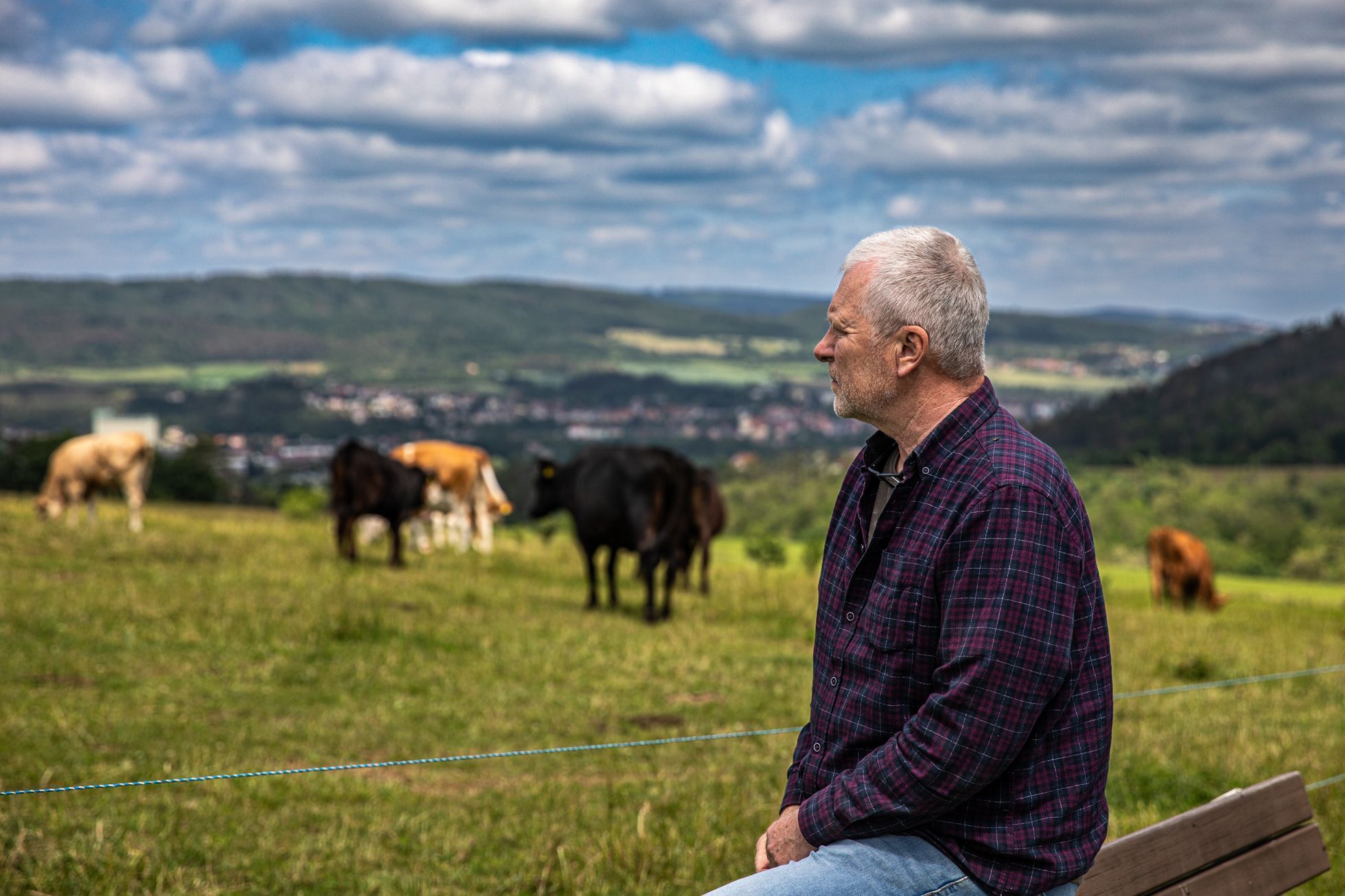 farma, farma Stehlík, krávy, příroda, byznys, statek, vesnice