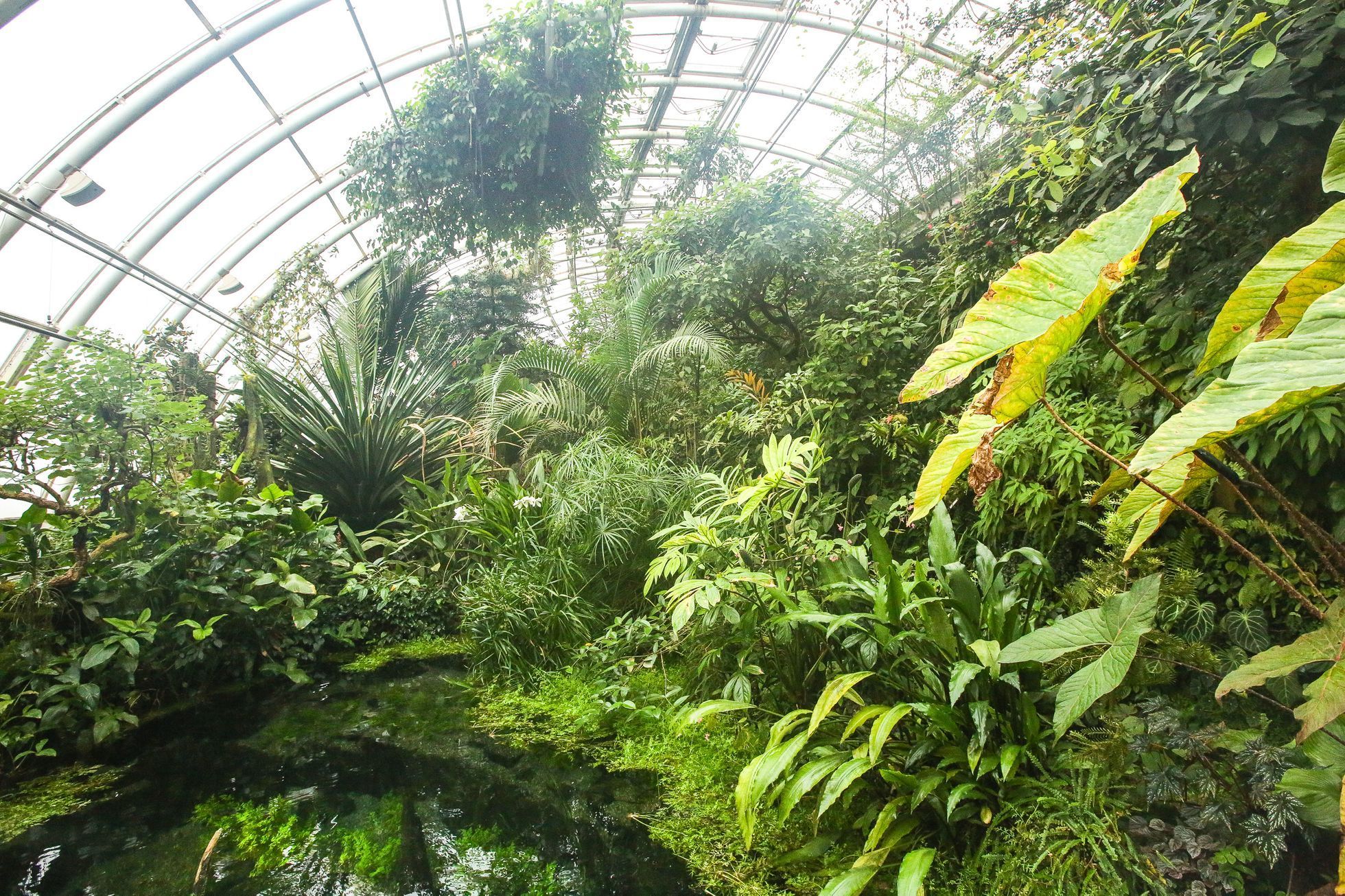 Botanická zahrada v pražské Troji, skleník Fata Morgana, květiny, pěstování, rostliny, příroda, botanik