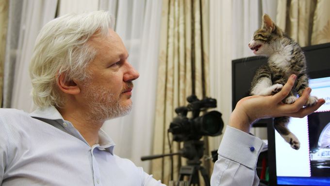 Julian Assange se svým kotětem na ekvádorské ambasádě v Londýně.