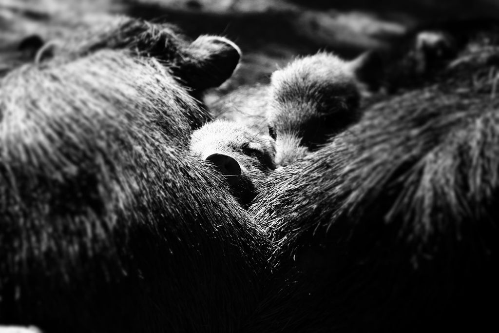 Week of Life - Jan Vrba - 2.7.12 - 7