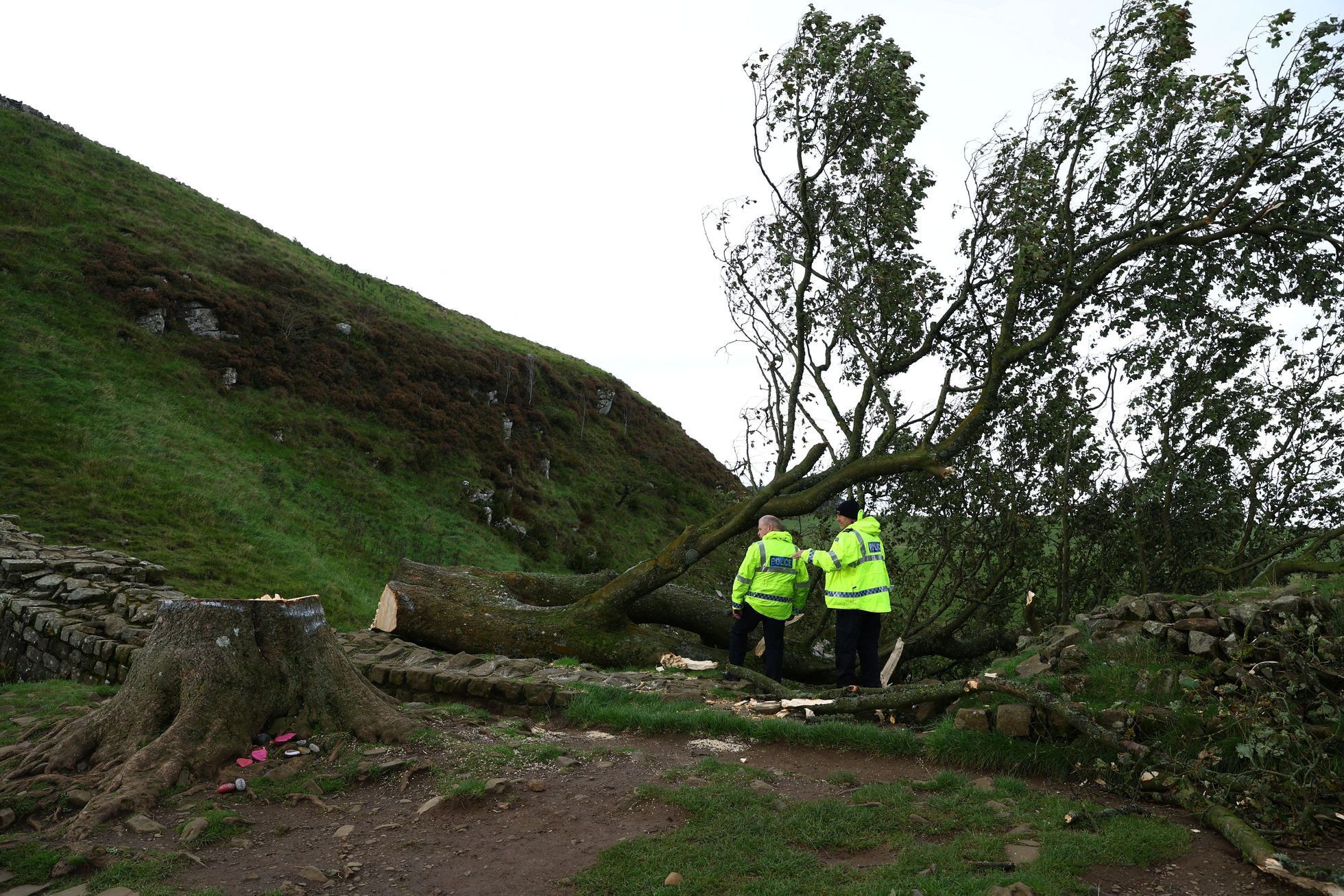 Sycamore gap, strom, Anglie