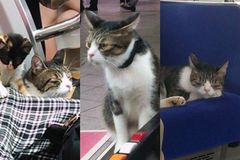 Tajemná kočka je hitem tokijského metra. Oblíbenou tratí jezdí již tři roky, nikdo neví proč