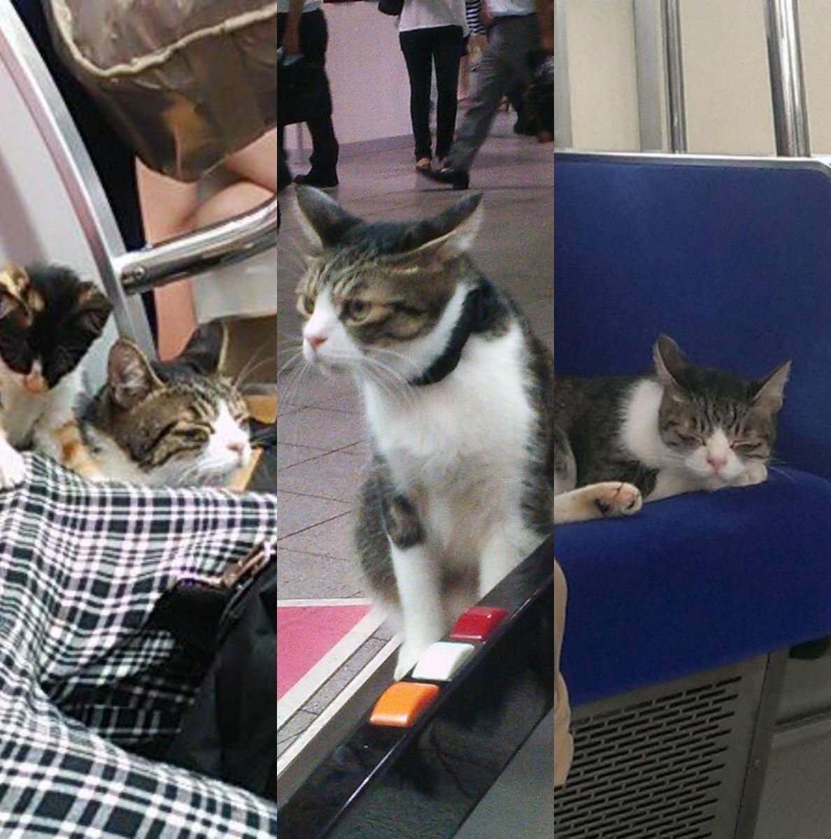 Kočka - Tokio - Koláž