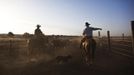 Nadav (R), the chief cowboy of the Yonatan herd, and Alon, tend cattle on a ranch just outside Moshav Yonatan, a collective farming community, about 2 km (1 mile) south of the ceasefire line between Israel and Syria in the Golan Heights May 21, 2013. Cowboys, who have been running the ranch on the Golan's volcanic rocky plateau for some 35 years, also host the Israeli military, who use half of the cattle farm, 20,000 dunams (5,000 acres), as a live-fire training zone. Israel captured the Golan Heights from Syria in the 1967 Middle East war and annexed the territory in 1981, a move not recognized internationally. Picture taken May 21, 2013. REUTERS/Nir Elias (ENVIRONMENT ANIMALS SOCIETY TPX IMAGES OF THE DAY) ATTENTION EDITORS: PICTURE 6 OF 27 FOR PACKAGE 'COWBOYS GOLAN HEIGHTS' SEARCH 'COWBOY GOLAN' FOR ALL Published: Kvě. 29, 2013, 10:03 dop.