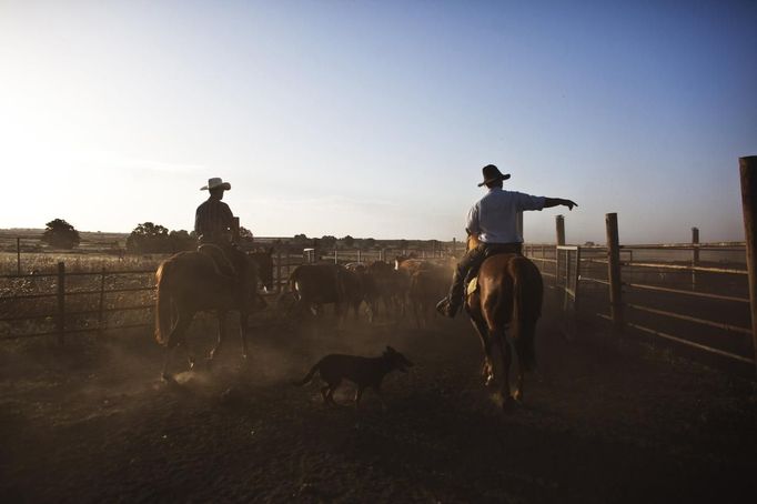 Nadav (R), the chief cowboy of the Yonatan herd, and Alon, tend cattle on a ranch just outside Moshav Yonatan, a collective farming community, about 2 km (1 mile) south of the ceasefire line between Israel and Syria in the Golan Heights May 21, 2013. Cowboys, who have been running the ranch on the Golan's volcanic rocky plateau for some 35 years, also host the Israeli military, who use half of the cattle farm, 20,000 dunams (5,000 acres), as a live-fire training zone. Israel captured the Golan Heights from Syria in the 1967 Middle East war and annexed the territory in 1981, a move not recognized internationally. Picture taken May 21, 2013. REUTERS/Nir Elias (ENVIRONMENT ANIMALS SOCIETY TPX IMAGES OF THE DAY) ATTENTION EDITORS: PICTURE 6 OF 27 FOR PACKAGE 'COWBOYS GOLAN HEIGHTS' SEARCH 'COWBOY GOLAN' FOR ALL Published: Kvě. 29, 2013, 10:03 dop.