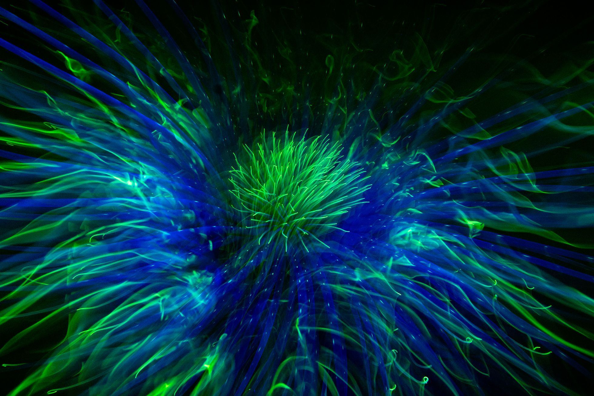 Vítězové soutěže Underwater Photographer of the Year 2024