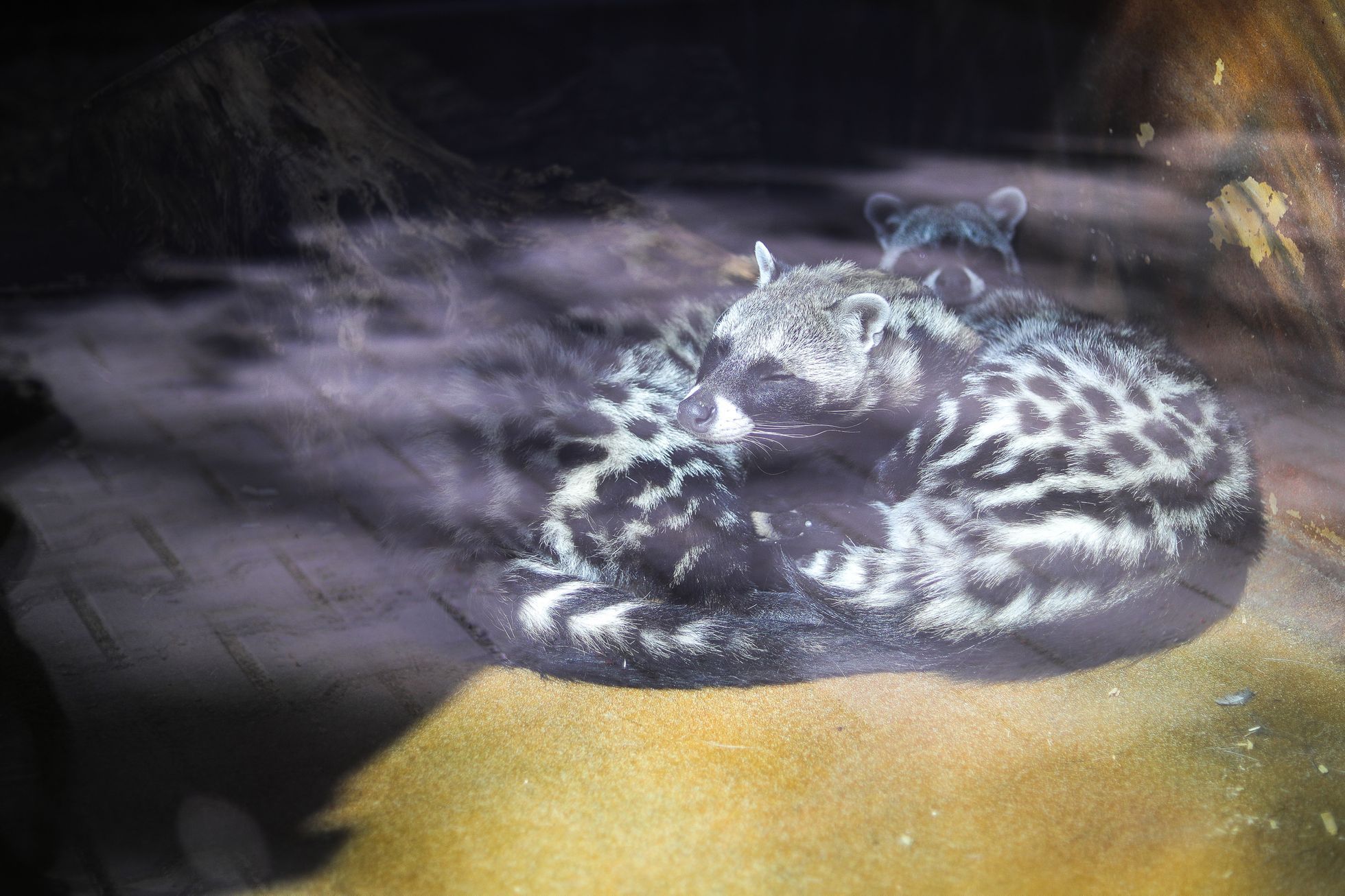 Uzavřená Zoo Dvůr Králové kvůli nouzovému stavu