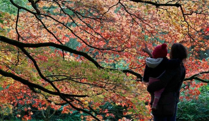 "Podívej, jak může být podzim krásný." Westonbirt, Velká Británie.