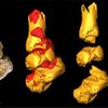 Australopithecus sediba - chodidlo s kotníkem