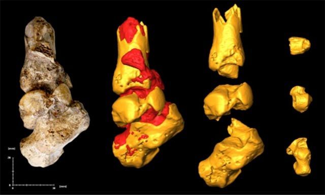 Australopithecus sediba - chodidlo s kotníkem