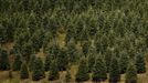 A section of Christmas trees are seen at the Omni Farm in West Jefferson, North Carolina, November 17, 2012. Crews at the farm will harvest nearly 20,000 Christmas trees this season. North Carolina has 1,500 Christmas tree growers with nearly 50 million Fraser Fir Christmas trees on over 35,000 acres. Picture taken November 17, 2012. REUTERS/Chris Keane (UNITED STATES - Tags: BUSINESS EMPLOYMENT ENVIRONMENT AGRICULTURE SOCIETY) Published: Lis. 19, 2012, 4:17 odp.