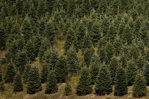 Foto: Boj o vánoční stromky začal. Aspoň v Americe určitě