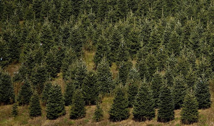 A section of Christmas trees are seen at the Omni Farm in West Jefferson, North Carolina, November 17, 2012. Crews at the farm will harvest nearly 20,000 Christmas trees this season. North Carolina has 1,500 Christmas tree growers with nearly 50 million Fraser Fir Christmas trees on over 35,000 acres. Picture taken November 17, 2012. REUTERS/Chris Keane (UNITED STATES - Tags: BUSINESS EMPLOYMENT ENVIRONMENT AGRICULTURE SOCIETY) Published: Lis. 19, 2012, 4:17 odp.