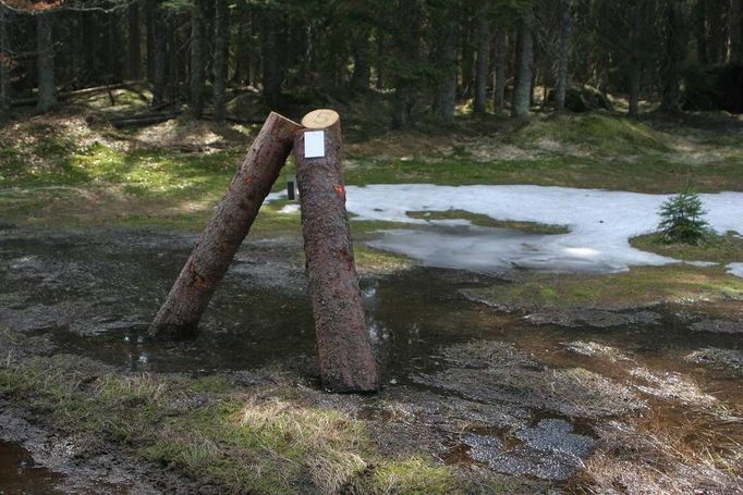 Trojnožka v tůních Mlynářské slati