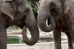 Jágr, nebo sloní trus? Zoo je slavná po celém světě