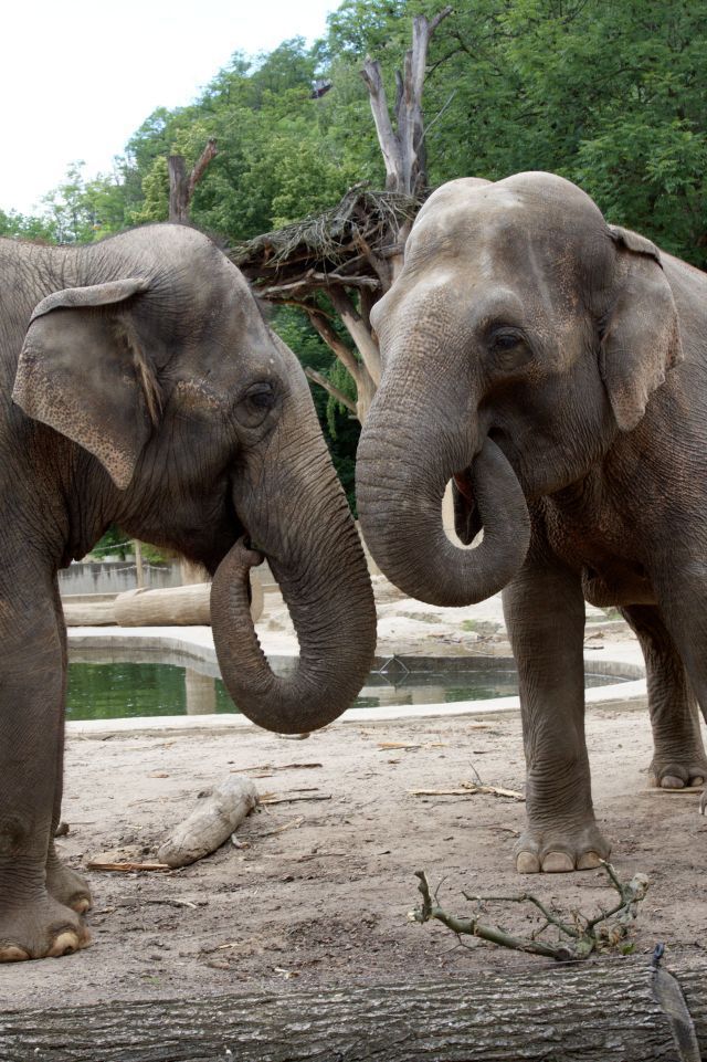 Nový výběh pro slony a hrochy v pražské zoo
