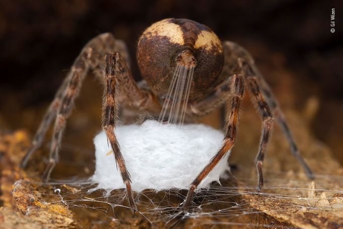 Vítězové soutěže Wildlife Photographer of the Year 2021