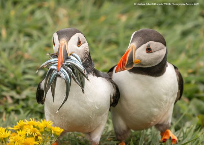 Vítězné snímky ze soutěže Comedy Wildlife Photography Awards 2020