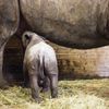 Nové mládě nosorožce v ZOO Dvůr Králové
