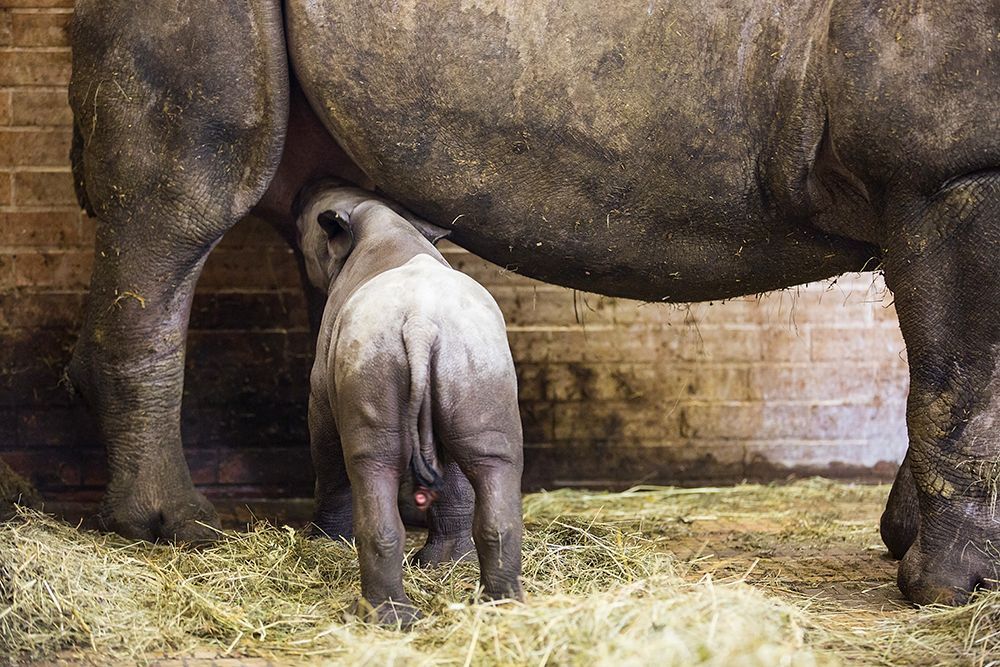 Nové mládě nosorožce v ZOO Dvůr Králové