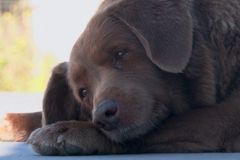 "Bobiho příběh je zázračný." Nejstarší pes na světě se vzepřel přírodě