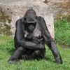 Mládě gorily v pražské zoo