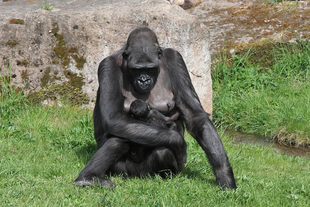 Mládě gorily v pražské zoo