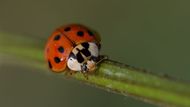Slunéčko východní (Harmonia axyridis) je invazním broukem Evropy, který ohrozil vytlačením naše původní slunéčka sedmitečná (Coccinella septempunctata). Podle dosavadních výzkumů se však zdá, že obě populace jsou nyní v rovnováze.