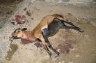 Zdivočelí psi v noci zabíjeli v pražské ZOO