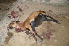 Zdivočelí psi v noci zabíjeli v pražské ZOO