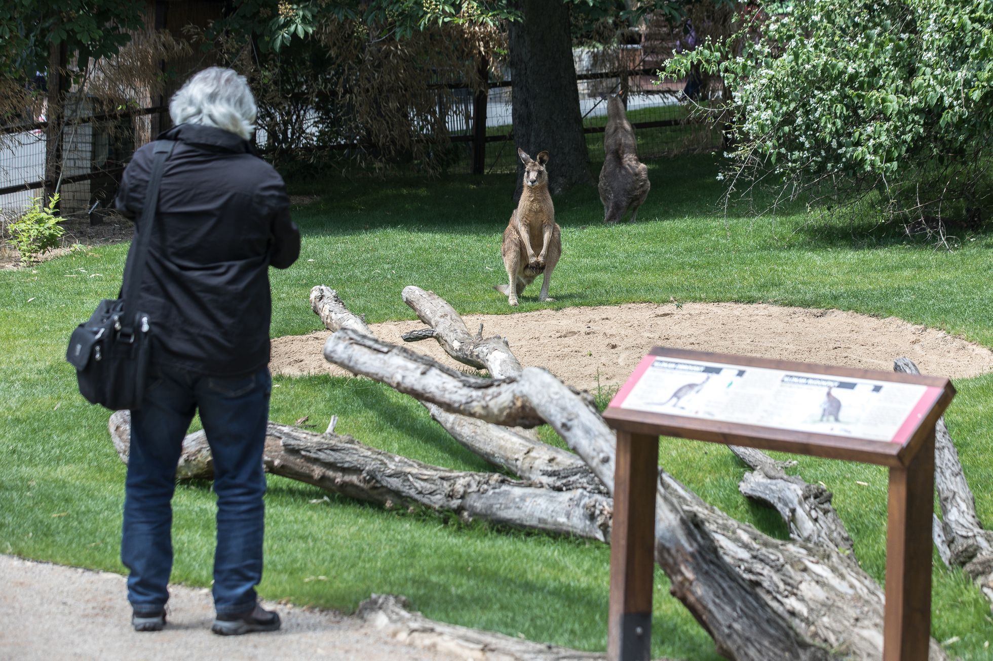 Tasmánští čerti v pražské zoo - nový pavilon Darwinův kráter