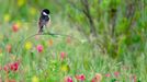 Vítězové soutěže Wildlife Photographer of the Year 2020