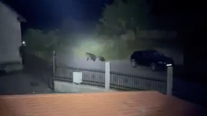 Video syna manželů Brijových obletělo Slovensko. Medvědice s mláďaty na něm pobíhají okolo jejich domu v Sučanech.