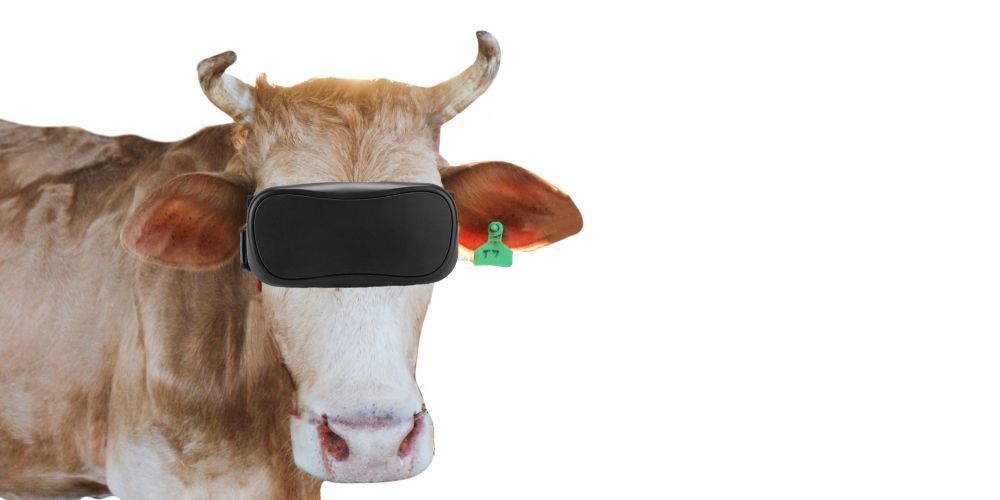 Kráva VR