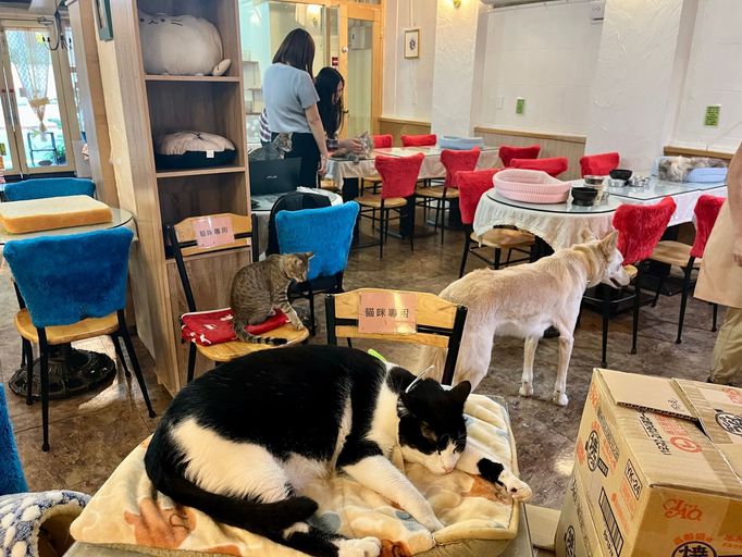 Navštívili jsme první kočičí kavárnu na světě - Koťátkovou zahradu v hlavním městě Tchaj-wanu, v Tchaj-peji.