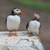 Finalisté soutěže Nikon Comedy Wildlife Awards 2024