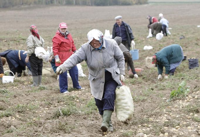 City residents gather potatoes at a field in a state-owned farm near the village of Krynitsa, some 50 km (31 miles) northwest of Minsk September 22, 2012. The residents help harvest the state-owned farm, and in turn, receive one compensatory sack of potatoes at the end of the day. REUTERS/Vasily Fedosenko (BELARUS - Tags: AGRICULTURE SOCIETY) Published: Zář. 22, 2012, 12:35 odp.