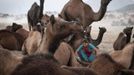 A woman sits among camels as she collects material to make a bonfire at Pushkar Fair in the desert Indian state of Rajasthan November 23, 2012. Many international and domestic tourists throng to Pushkar to witness one of the most colourful and popular fairs in India. Thousands of animals, mainly camels, are brought to the fair to be sold and traded. REUTERS/Danish Siddiqui (INDIA - Tags: SOCIETY ANIMALS ENVIRONMENT TPX IMAGES OF THE DAY) Published: Lis. 23, 2012, 8:08 dop.